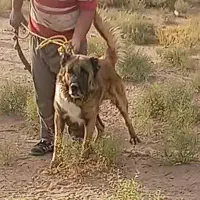 سگ سرابی3ساله