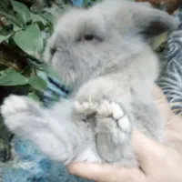 بچه خرگوش لوپ اصل|موش و خرگوش|فردوس (خراسان), |دیوار