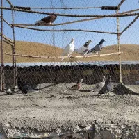 کبوتر پرشی