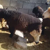 بره|حیوانات مزرعه|گتوند, |دیوار