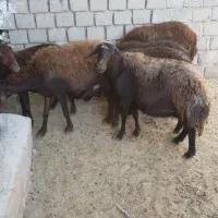 کوسفند قزل ۳ جفت