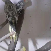 فزوش عروس هلندی ۴ماه گلباقی