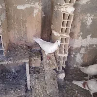 جفتگاه و پرشی