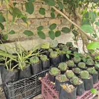 گل کاکتوس و آلووراو گندمی