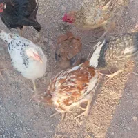 مرغ وخروس