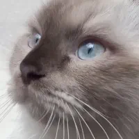 گربه نر ۱۰ماهه هیمالین چشم ابی