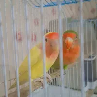 طوطی برزیلی