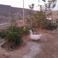 اردک|حیوانات مزرعه|سیرجان, |دیوار