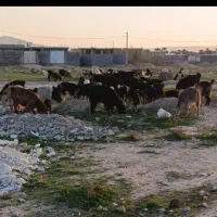 بز عالی جوان کهره دار