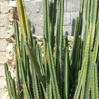 کاکتوس|گل و گیاه طبیعی|خورموج, |دیوار