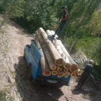 خرید چوب سقفی قلمه...|خدمات باغبانی و درختکاری|ارومیه, |دیوار