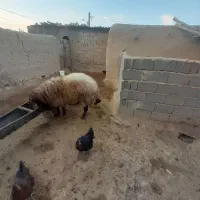 بره های ژن دار(همو وهترو)|حیوانات مزرعه|بجنورد, |دیوار