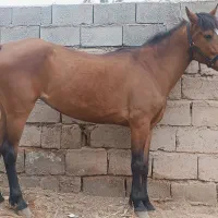 فروش یا معاوضه اسب