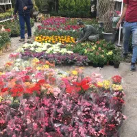 فضای سبز و گل و گیاه|خدمات باغبانی و درختکاری|تهران, شکیبا|دیوار