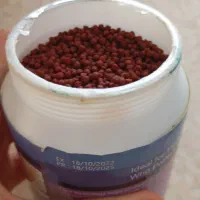 غذای آلمانی هیکاری سیچیلاید.|ماهی|مریوان, |دیوار