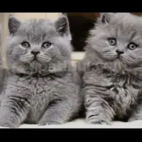 گربه کیتن بریتیش لانگ هیر بلو با اصالت