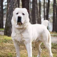 توله آلابای شجره دار|سگ|کرج, گوهردشت|دیوار