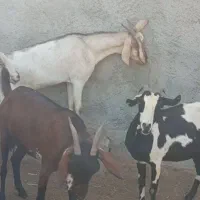 بز کهردار وبز ابسن نزدیک در جم