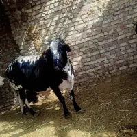 کاو|حیوانات مزرعه|شیراز, شاپورجان|دیوار