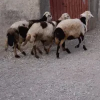 قوچ و بره قوچ