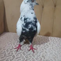 کبوتر سینه ای قویروخ قره فروش فوری