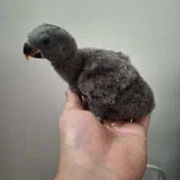 طوطی اکلکتوس و کاسکو