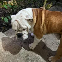 سگ انگیش بولداگ نر جهت جفت گیری|سگ|ساری, |دیوار