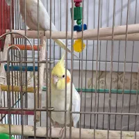 عروس هلندی نر وماده