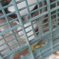 فروش خرگوش|موش و خرگوش|فاضل آباد, |دیوار