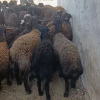 بره نر قره قزل|حیوانات مزرعه|تیکمه داش, |دیوار