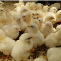 جوجه گوشتی راس 308|حیوانات مزرعه|ورامین, خیر آباد|دیوار