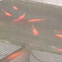 ماهی قرمز|ماهی|گنبد کاووس, |دیوار