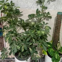 گل طبیعی|گل و گیاه طبیعی|زبرخان, |دیوار