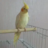 دو عدد عروس هلندی با قفس پایه‌دار|پرنده|مشهد, هفده شهریور|دیوار