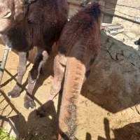 هاشیه شتر|حیوانات مزرعه|نیر (یزد), |دیوار