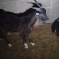 گوسفند