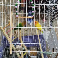 با سلام یک جفت طوطی برزیلی|پرنده|زرند, |دیوار