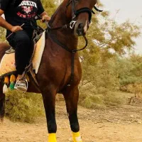 اسب عرب|اسب و تجهیزات اسبسواری|تهران, راه آهن|دیوار