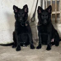 دوقلاده ژرمن بلک شجره دار