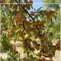 بادام تازه و کاغذی
