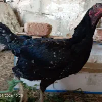 2 عدد مرغ لاری تخم گذار