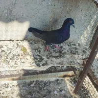 کفتر رنگی|پرنده|آذرشهر, |دیوار