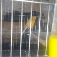 قناری ماده آماده مست پس کوزه