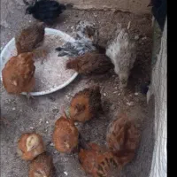 جوجه گلپایگانی