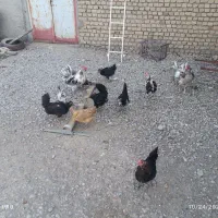مرغ و خروس گلین