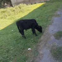 دو عدد ورزا کوله یا گاو نر|حیوانات مزرعه|صومعه‌سرا, |دیوار