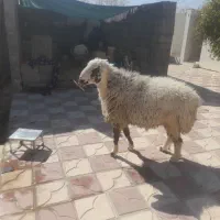 شیشک قوچ بزری