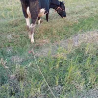 گاو با گوساله..|حیوانات مزرعه|رشت, نیکمرام|دیوار