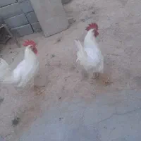 خروس فروشی
