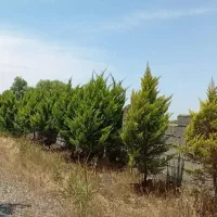 ۱۷۹متر  شهرکی با سند تک برگ  اقساط سرخرود کف قیمت